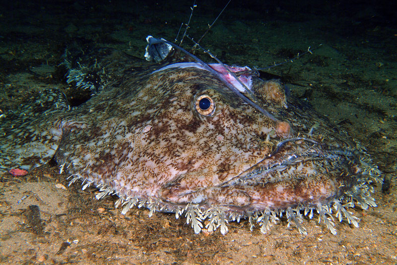 Lophius piscatorius 